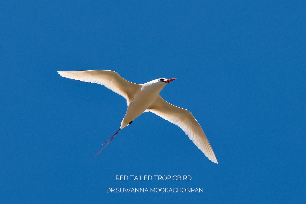 Red-tailed Tropicbird - ML643532025