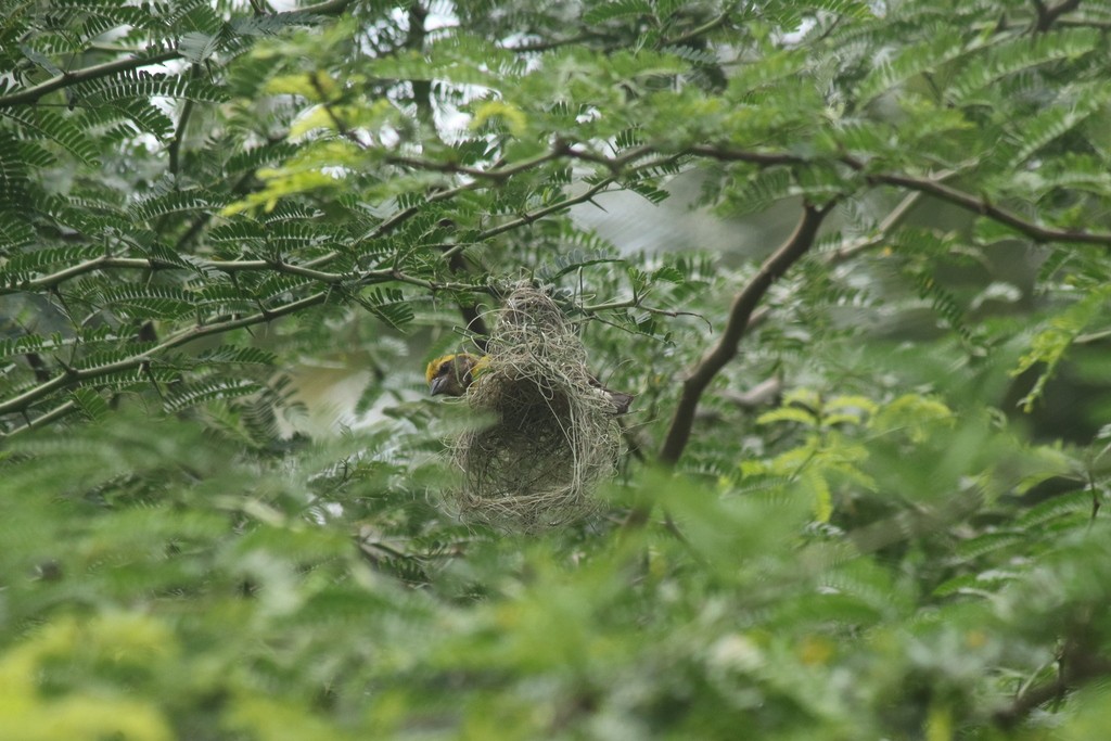 Baya Weaver - ML643532060