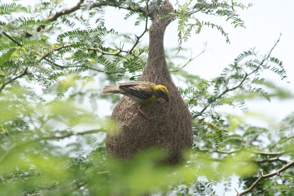 Baya Weaver - ML643532061