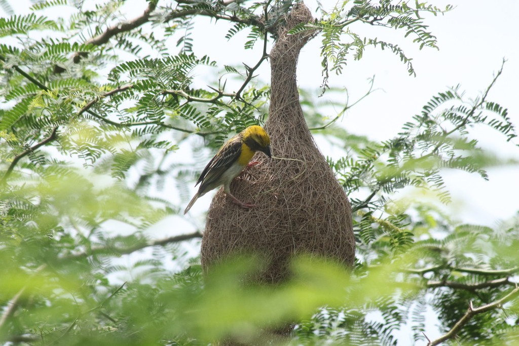 Baya Weaver - ML643532062