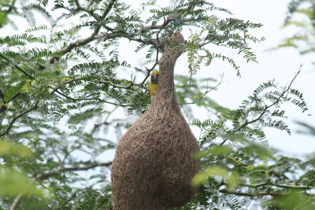 Baya Weaver - ML643532063
