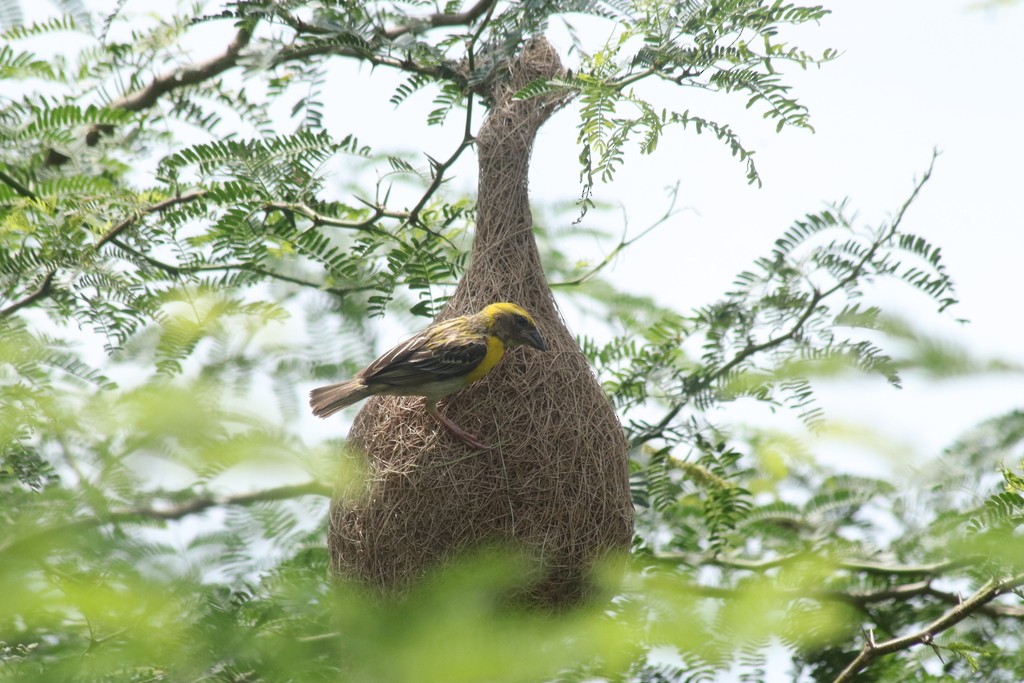 Baya Weaver - ML643532064