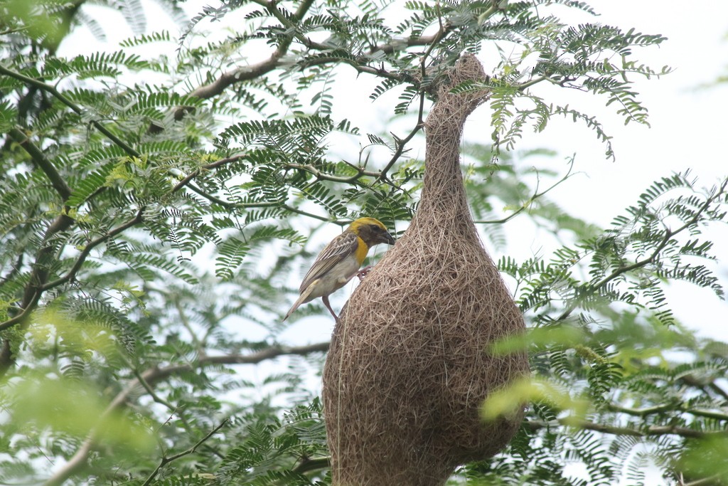 Baya Weaver - ML643532065