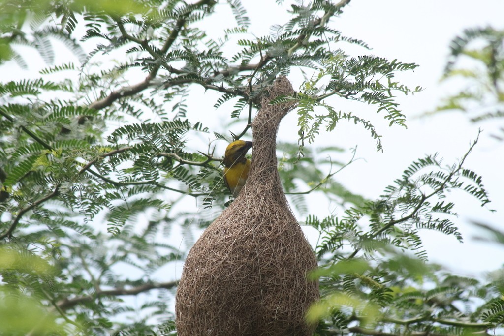 Baya Weaver - ML643532066