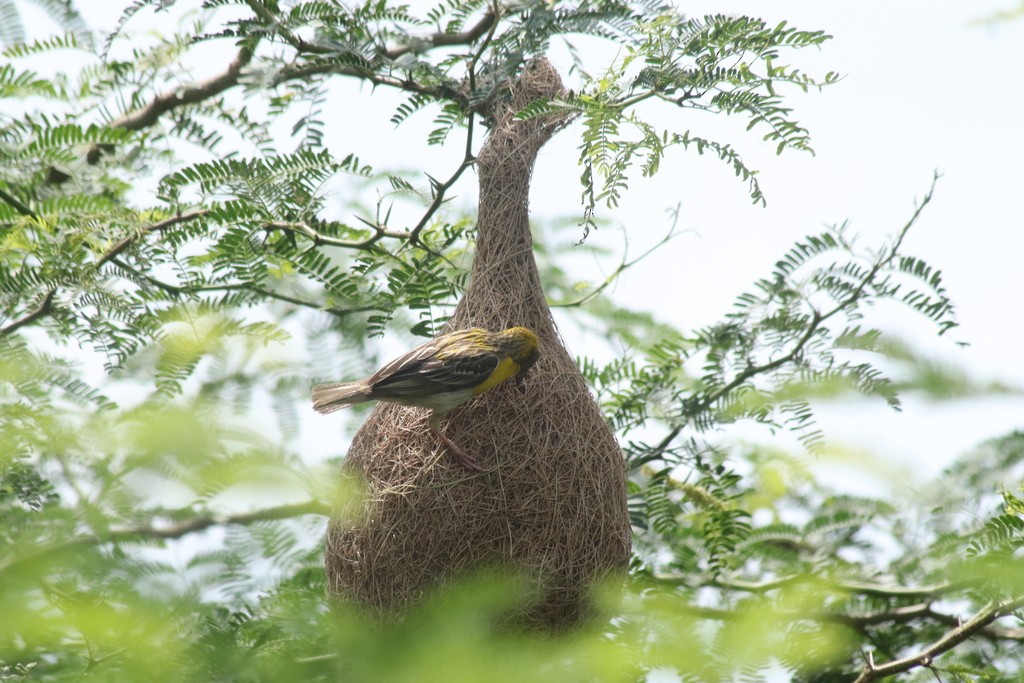 Baya Weaver - ML643532067