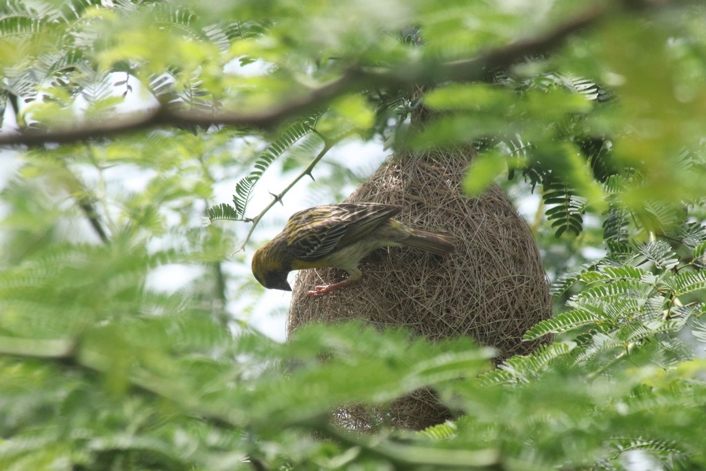 Baya Weaver - ML643532068