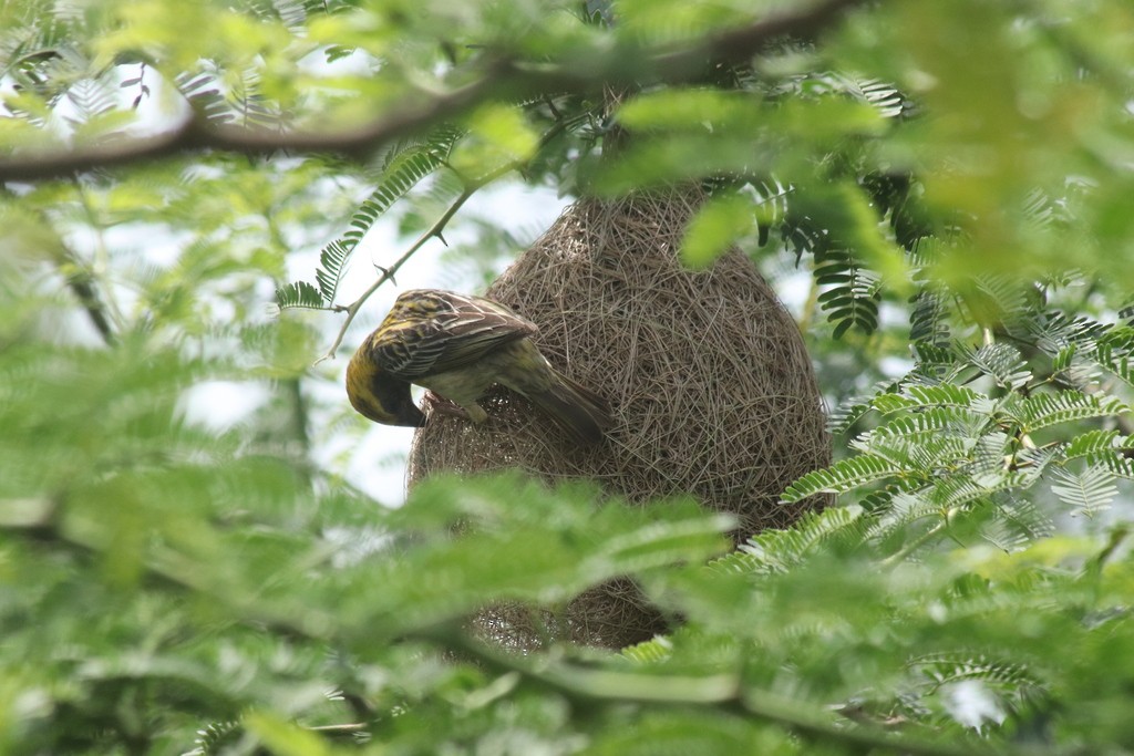 Baya Weaver - ML643532069