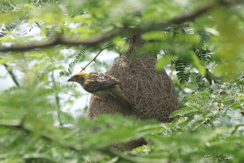 Baya Weaver - ML643532070