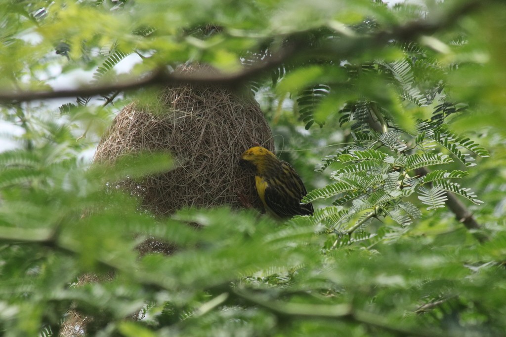 Baya Weaver - ML643532071