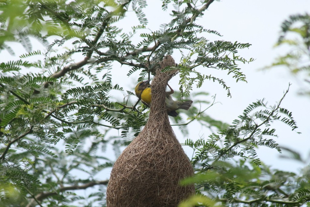 Baya Weaver - ML643532072