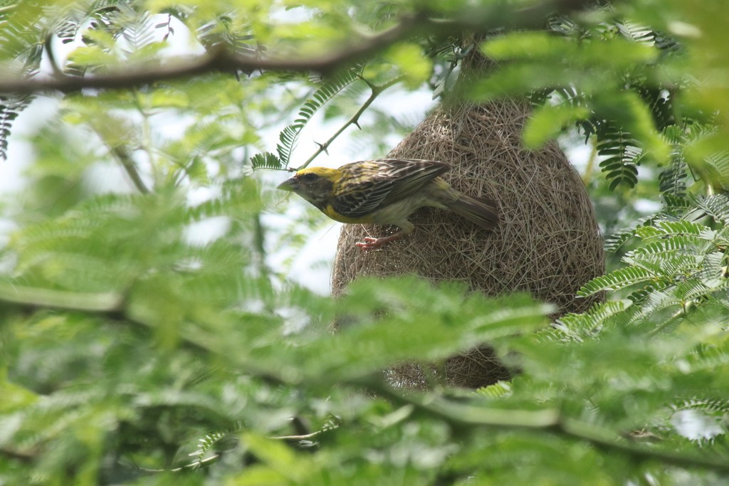 Baya Weaver - ML643532073