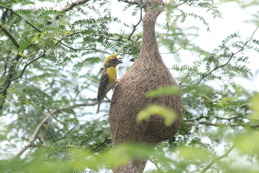 Baya Weaver - ML643532074
