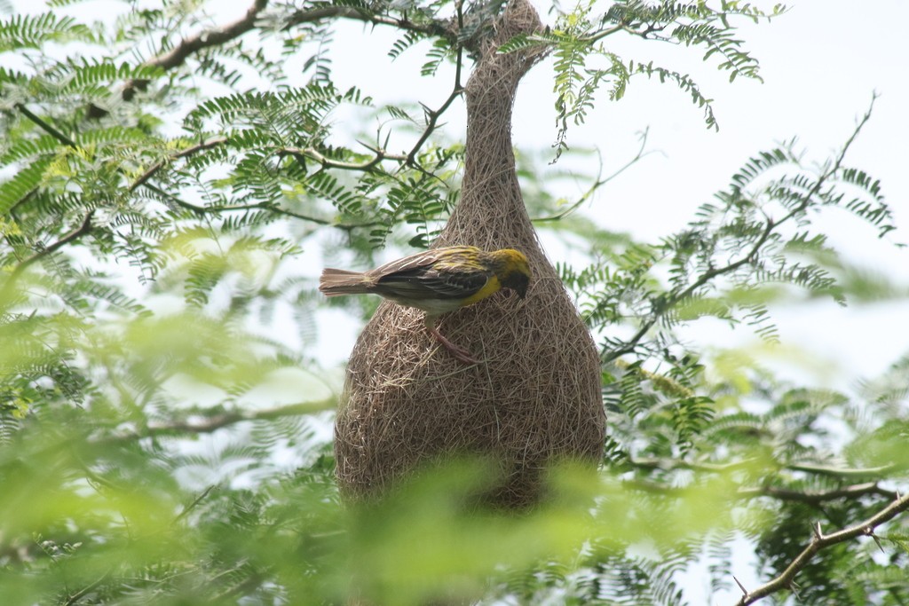 Baya Weaver - ML643532075
