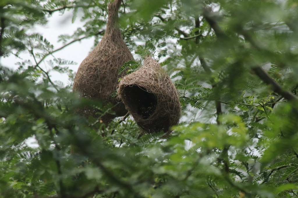 Baya Weaver - ML643532076