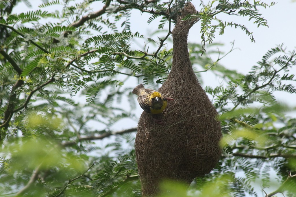Baya Weaver - ML643532077