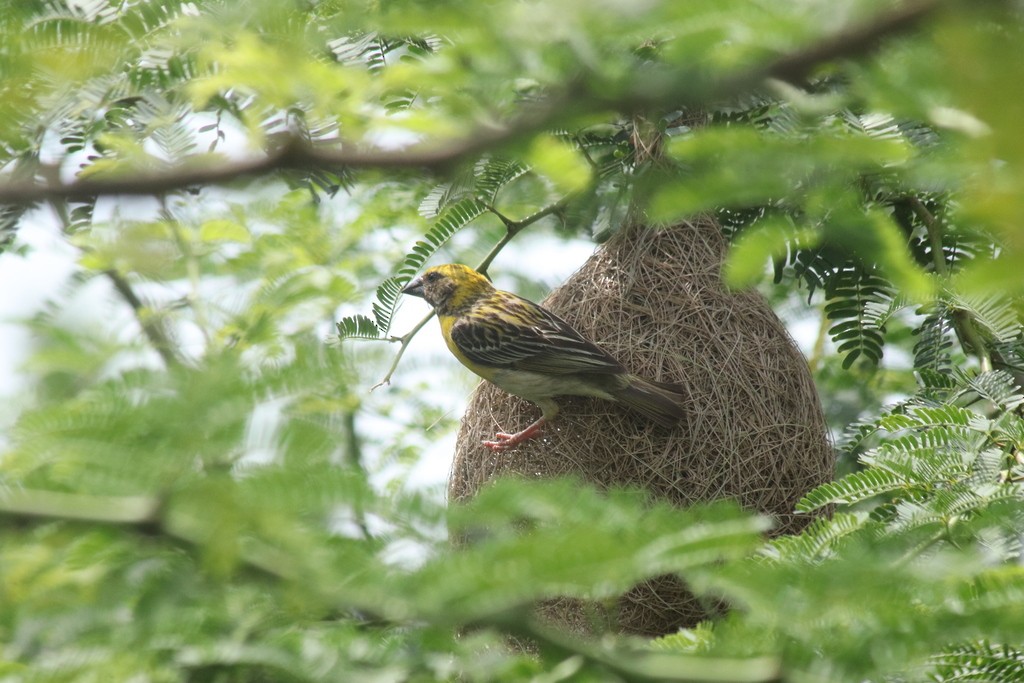 Baya Weaver - ML643532078