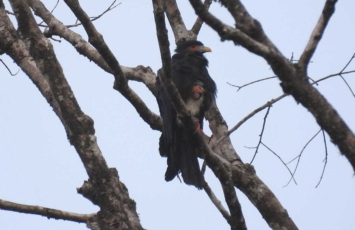 Red-throated Caracara - ML643532086
