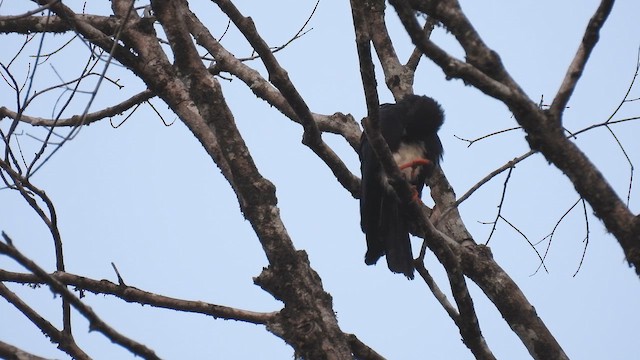 Red-throated Caracara - ML643532092