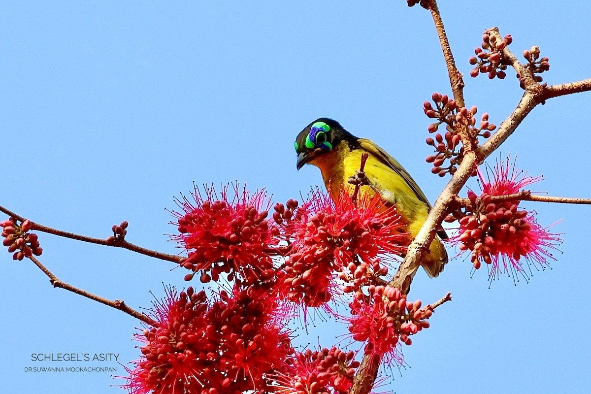 Schlegel's Asity - ML643532097