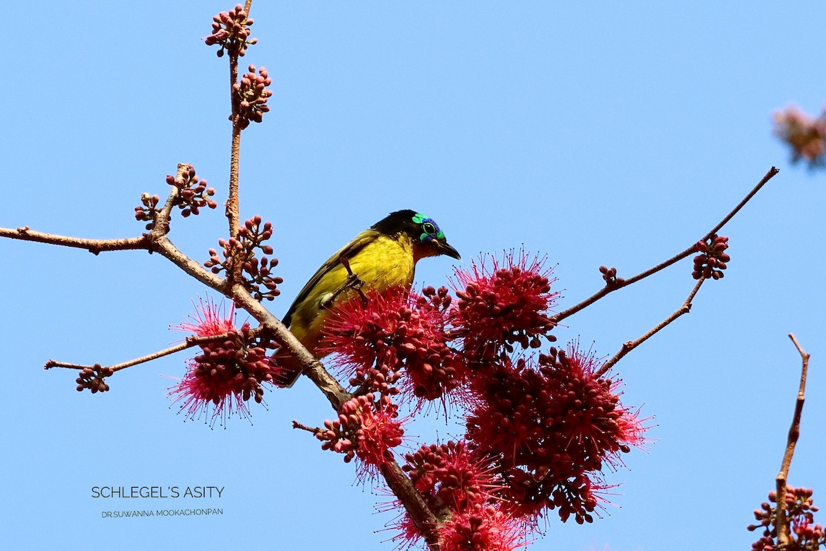 Schlegel's Asity - ML643532098