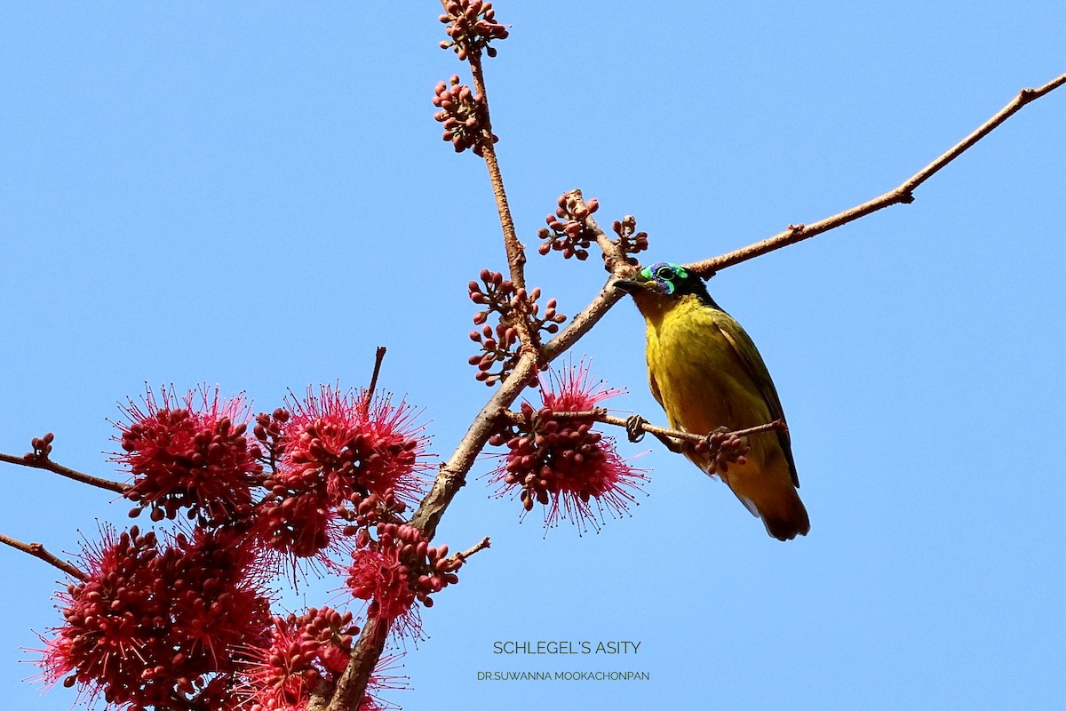 Schlegel's Asity - ML643532099