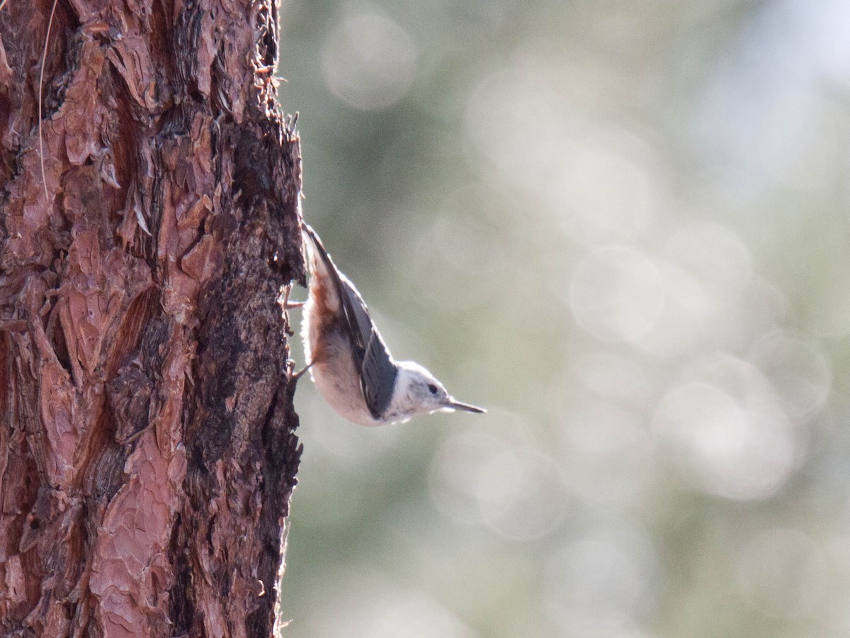White-breasted Nuthatch - ML643532101