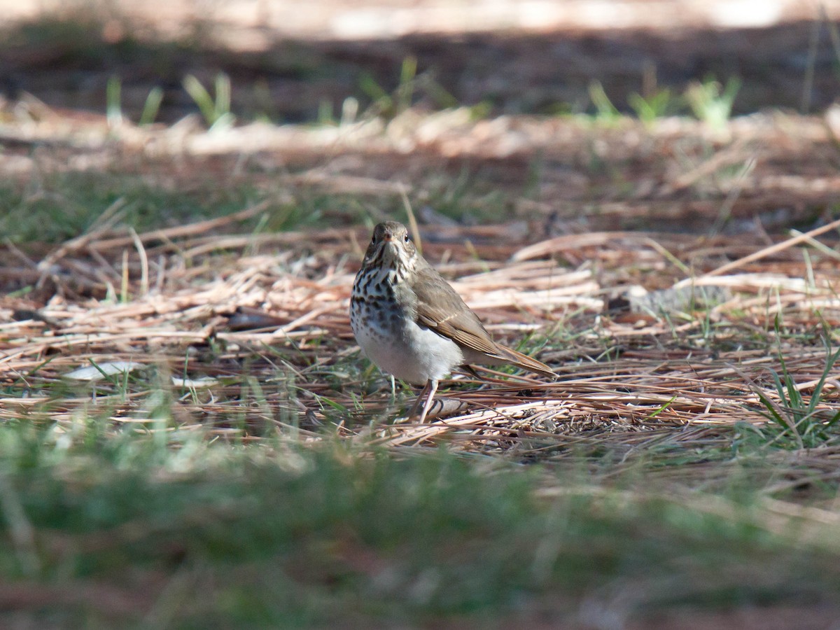 Hermit Thrush - ML643532102