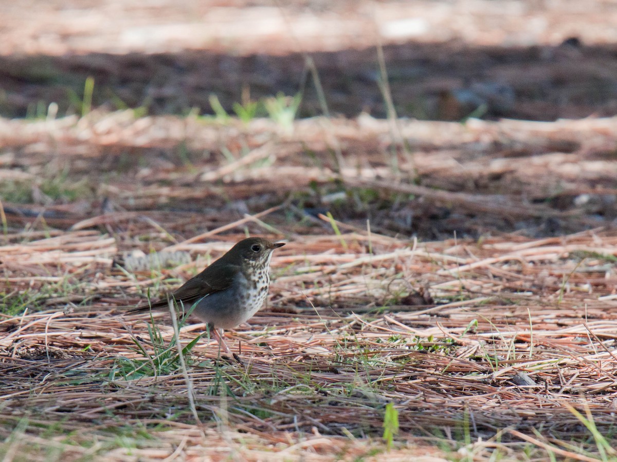 Hermit Thrush - ML643532103