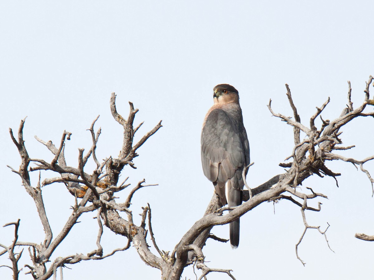 Cooper's Hawk - ML643532112