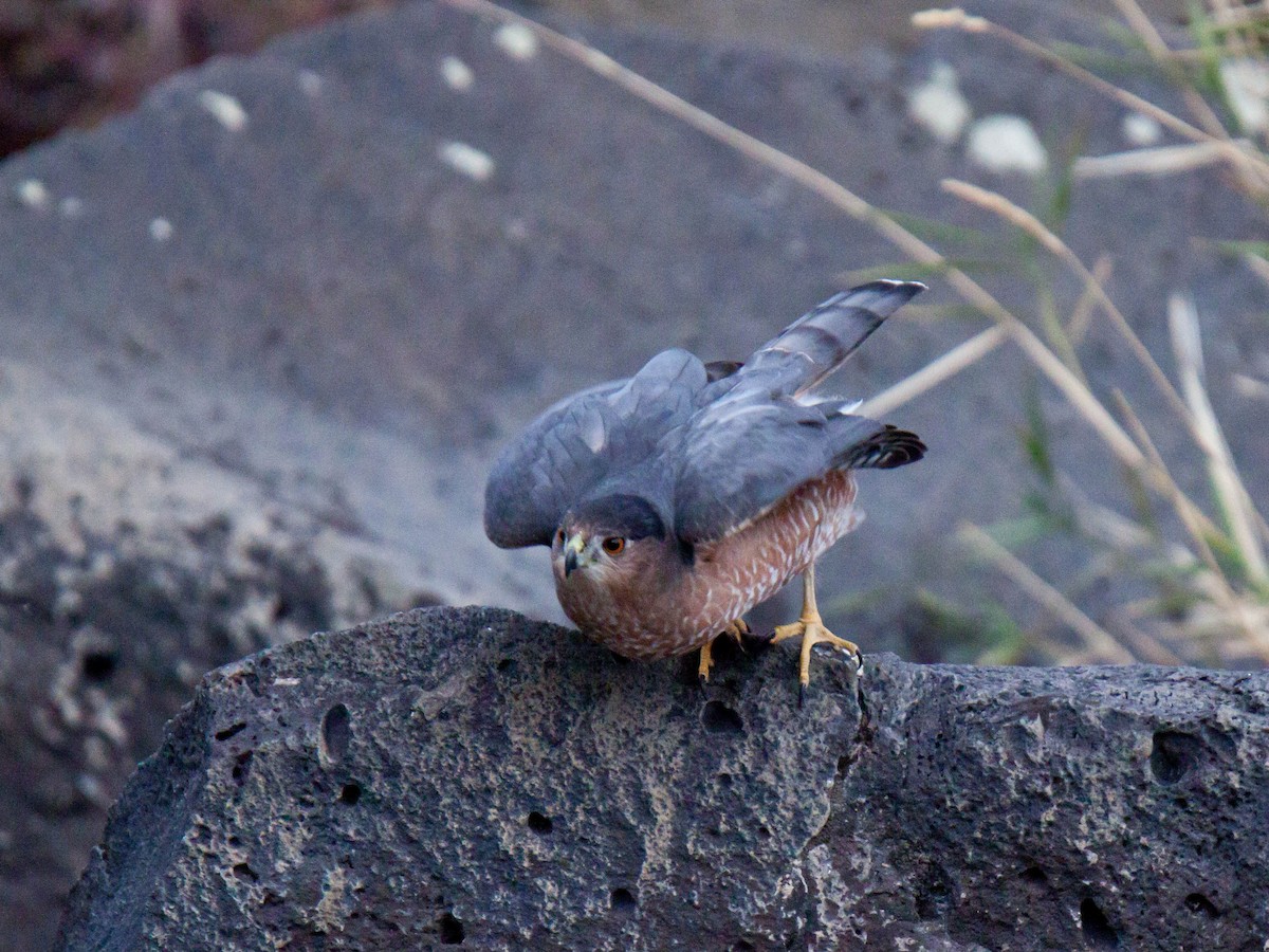 Cooper's Hawk - ML643532113