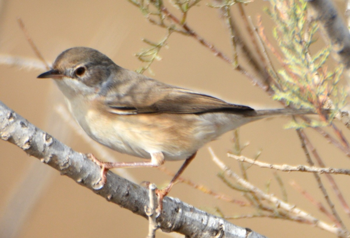Western Subalpine Warbler - ML643532114