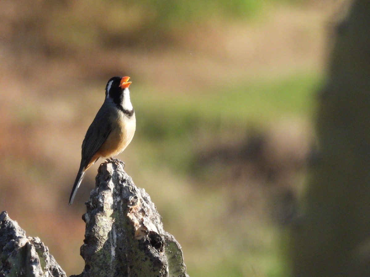 Golden-billed Saltator - ML643532116