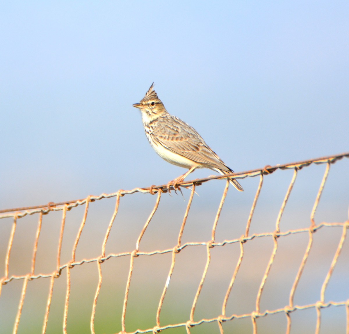 Thekla's Lark - ML643532135