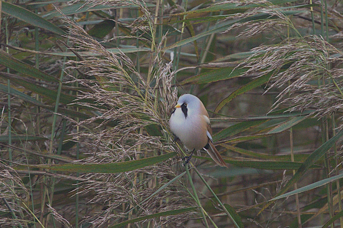 Bearded Reedling - ML643532161