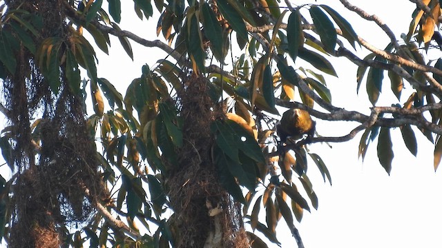 Green Oropendola - ML643532173