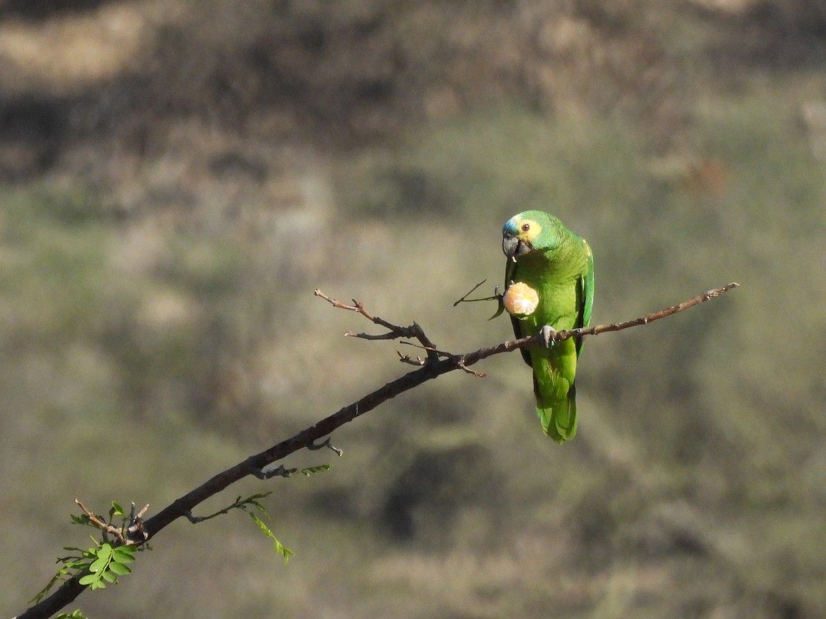 Amazona Frentiazul - ML643532217