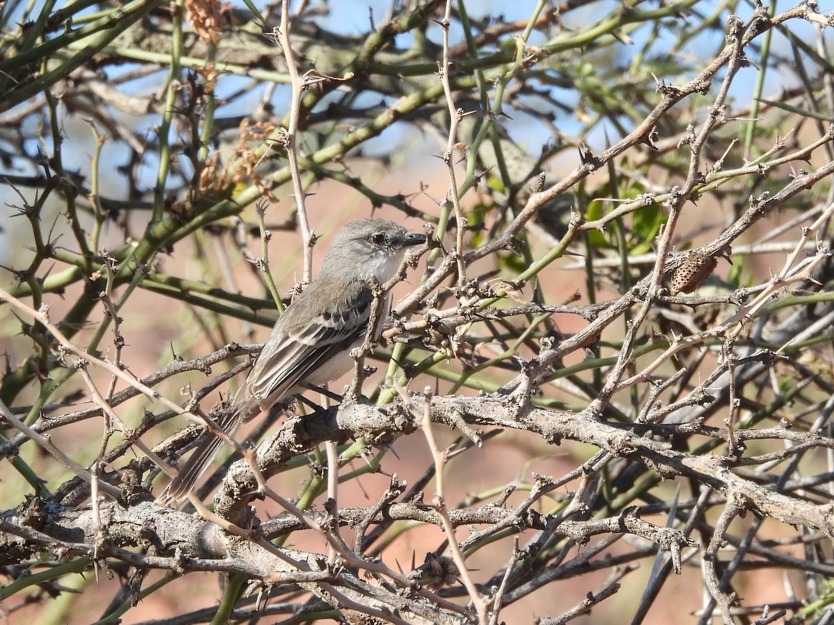 Suiriri Flycatcher - ML643532234