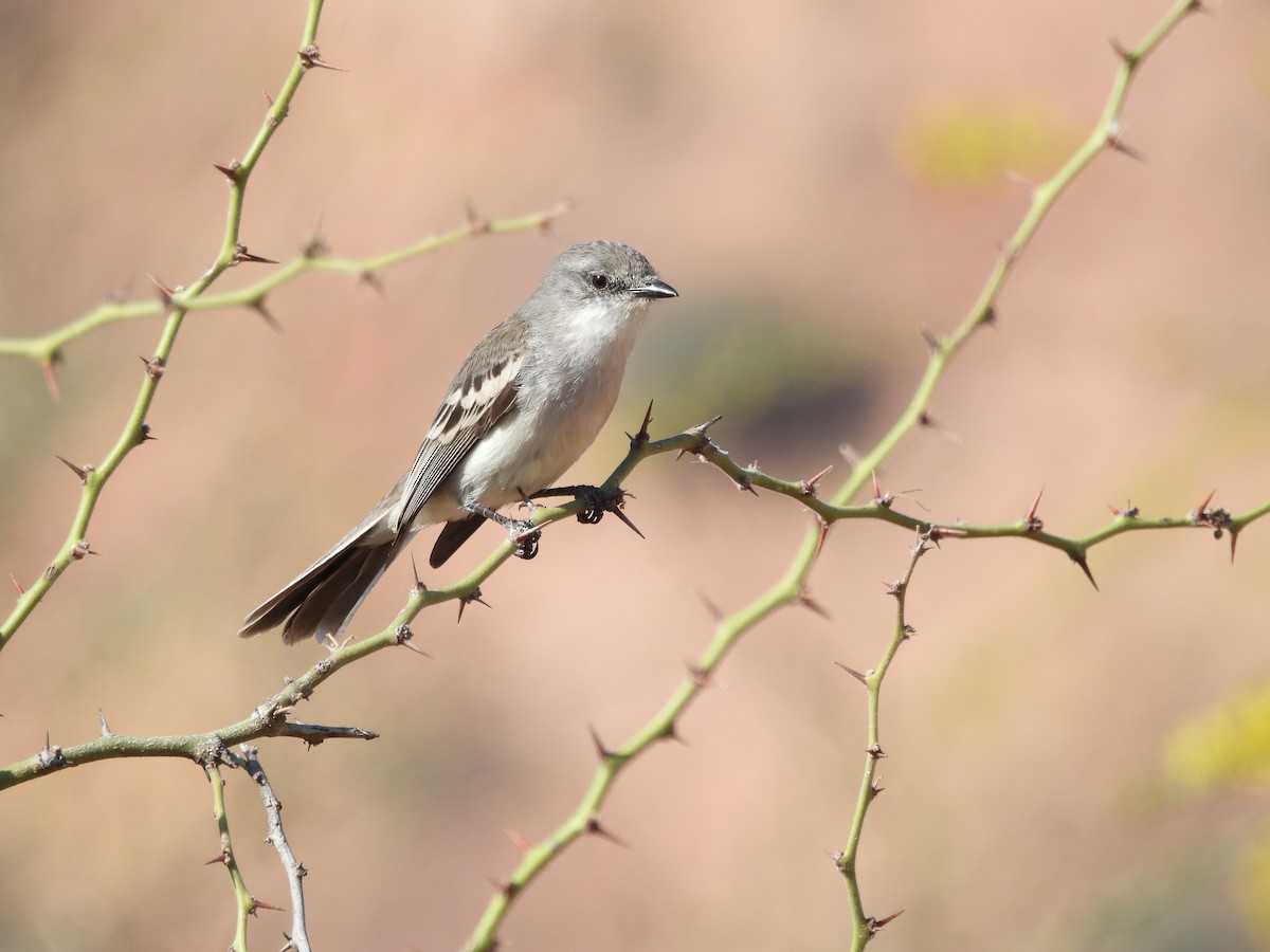 Suiriri Flycatcher - ML643532238