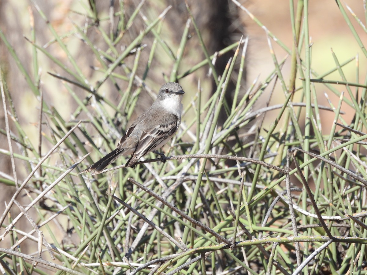 Suiriri Flycatcher - ML643532241