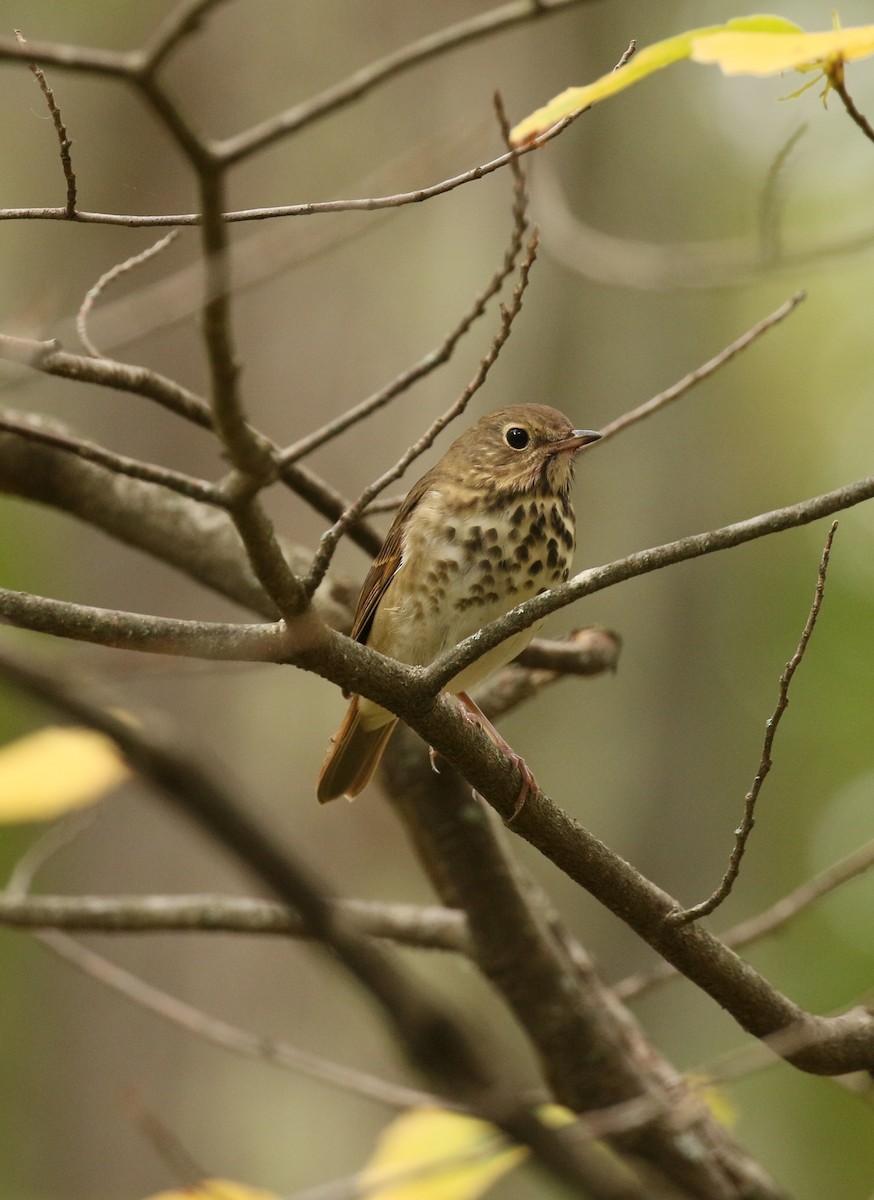 Hermit Thrush - ML643532243