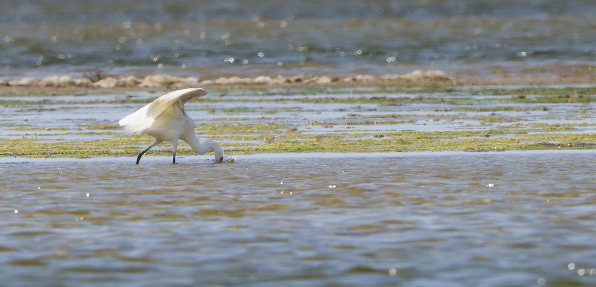 Little Egret - ML643532253