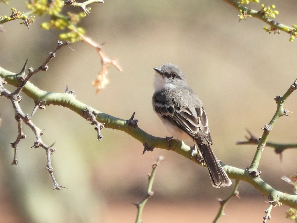 Suiriri Flycatcher - ML643532259