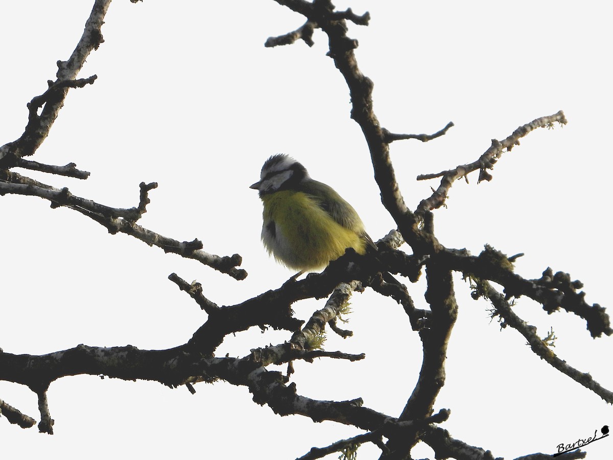 Eurasian Blue Tit - ML643532278