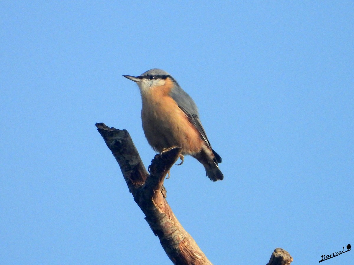 Garrapo eurasiarra - ML643532279