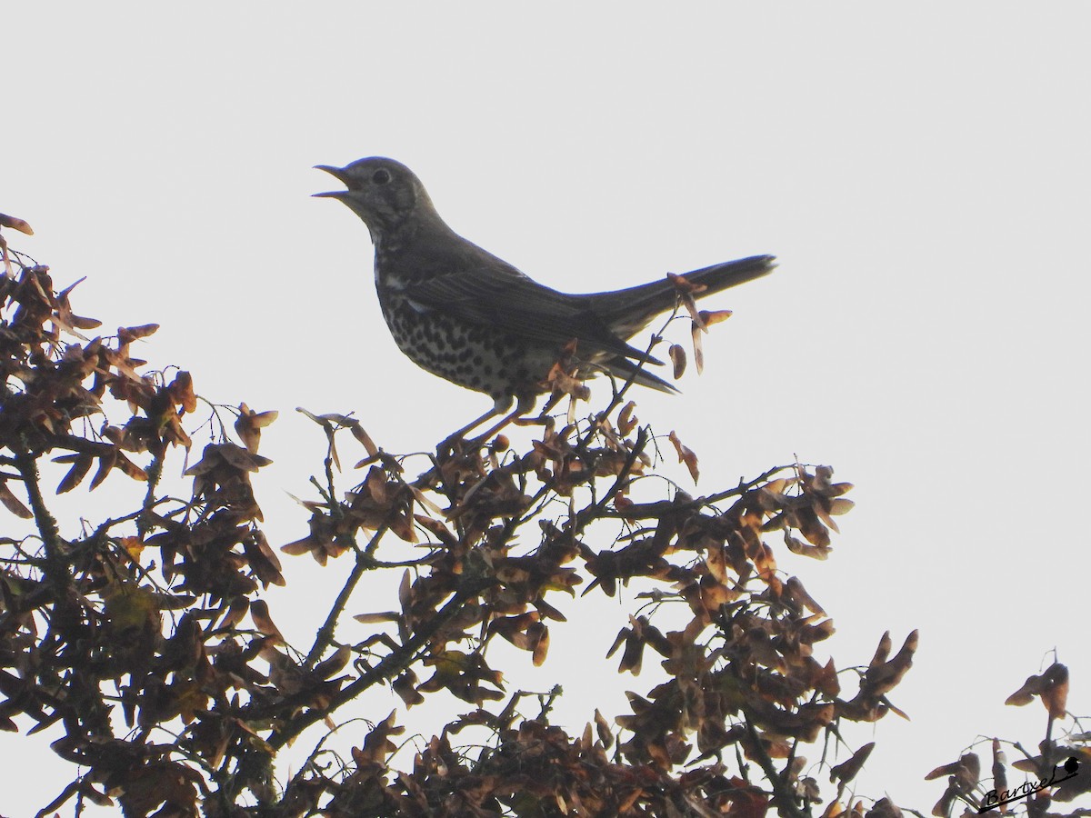 Mistle Thrush - ML643532299