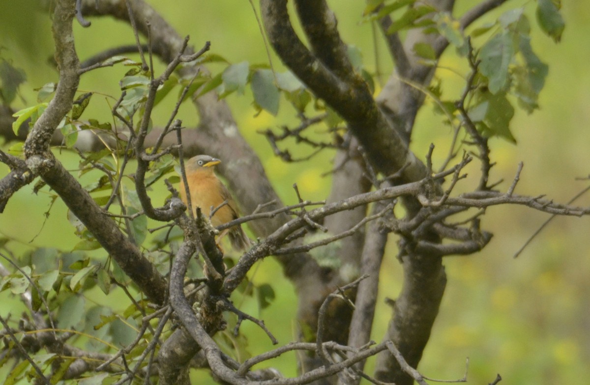 Orangebauch-Drosselhäherling - ML643532309