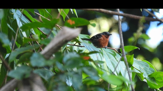 Dot-winged Antwren (microstictus) - ML643532313