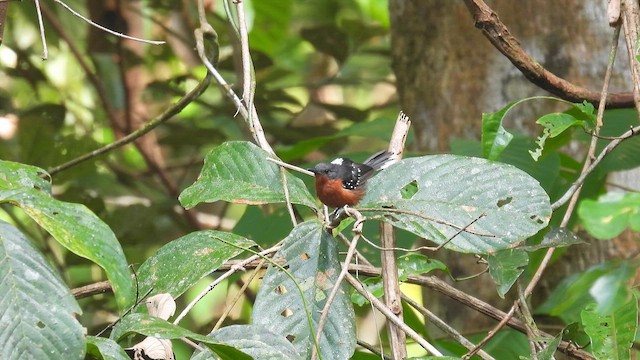 Dot-winged Antwren (microstictus) - ML643532314