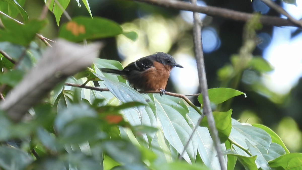 Dot-winged Antwren (microstictus) - ML643532316