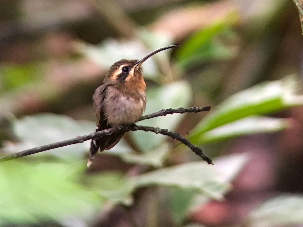 Minute Hermit - ML643532320